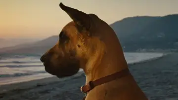 Zasłona do filmu "Marmaduke - pies na fali" #616763
