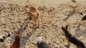 Zasłona do filmu "Marmaduke - pies na fali" #616769