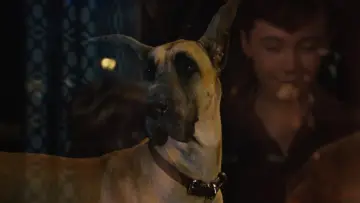 Zasłona do filmu "Marmaduke - pies na fali" #616777