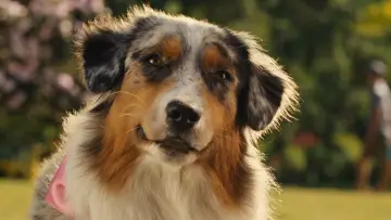 Zasłona do filmu "Marmaduke - pies na fali" #616782