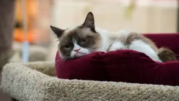 Zasłona do filmu "Grumpy Cat