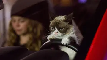 Zasłona do filmu "Grumpy Cat