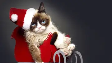 Zasłona do filmu "Grumpy Cat