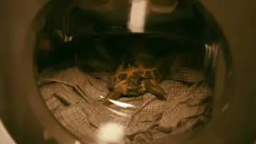Zasłona do filmu "Roald Dahl