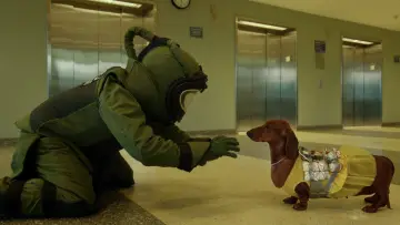Zasłona do filmu "Jamnik" #1102894