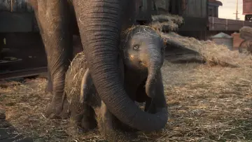 Zasłona do filmu "Dumbo" #273856