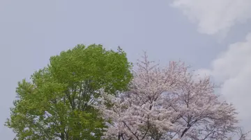 Zasłona do filmu "リトル・フォレスト 冬・春" #1149332