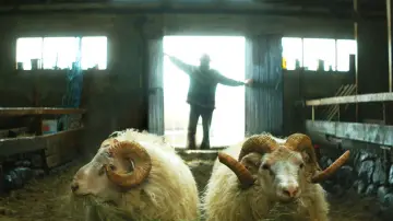 Zasłona do filmu "Barany. Islandzka opowieść" #1585297