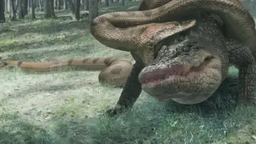 Zasłona do filmu "Aligator kontra Anakonda" #893675
