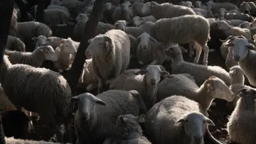 Zasłona do filmu "Mektoub. Moja miłość: Pieśń pierwsza" #1074859