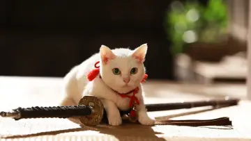猫侍 南の島へ行く plakat
