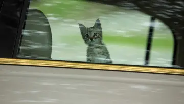 Zasłona do filmu "Keanu" #305455