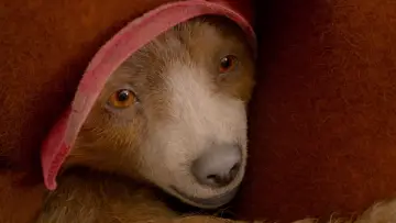 Zasłona do filmu "Paddington 2" #643921