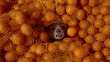 Zasłona do filmu "Paddington 2" #643924
