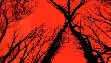 Zasłona do filmu "Blair Witch" #1896130