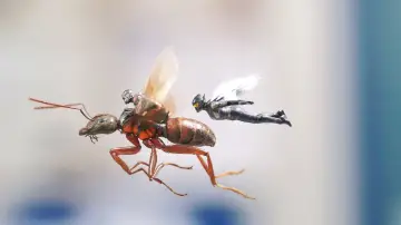 Zasłona do filmu "Ant-Man i Osa" #251475