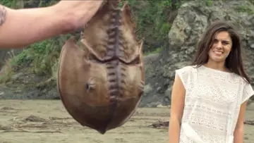 Zasłona do filmu "Crabs!" #1003764