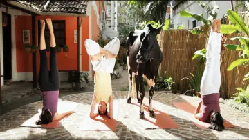 Zasłona do filmu "Animal Político" #1147203