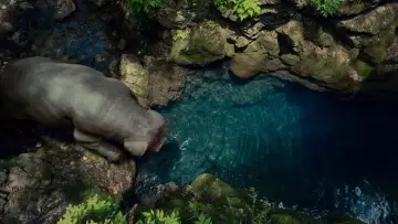 Zasłona do filmu "Okja" #856111