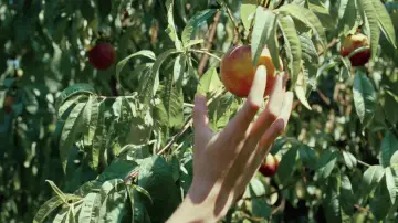 Zasłona do filmu "Tamte dni, tamte noce" #595909