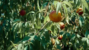 Zasłona do filmu "Tamte dni, tamte noce" #596021