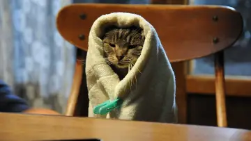 Zasłona do filmu "世界から猫が消えたなら" #1621370