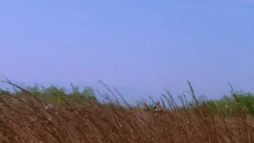 Zasłona do filmu "Samotny wilk i szczenię I: Miecz zemsty" #1021494