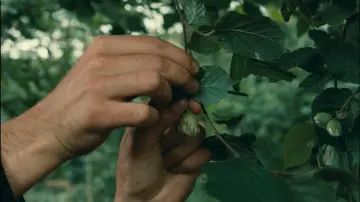 Zasłona do filmu "Pieniądz" #1124515