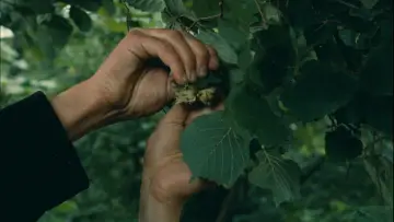Zasłona do filmu "Pieniądz" #1124517