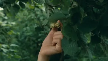 Zasłona do filmu "Pieniądz" #1124519