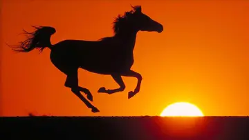 Zasłona do filmu "Young Black Stallion" #418862