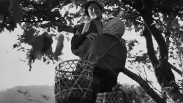 Zasłona do filmu "Kobieta owad" #1862864