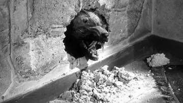Zasłona do filmu "The Killer Shrews" #414150