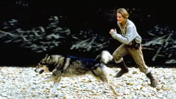 Zasłona do filmu "Biały Kieł 2: Legenda o Białym Wilku" #393174