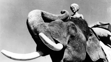 Zasłona do filmu "Elephant Boy" #498518