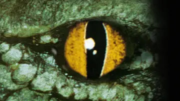 Zasłona do filmu "Crocodile" #1081665