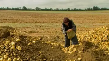 Zasłona do filmu "Les Glaneurs et la Glaneuse" #769770