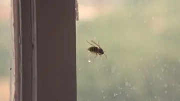 Zasłona do filmu "Wasp" #1901826