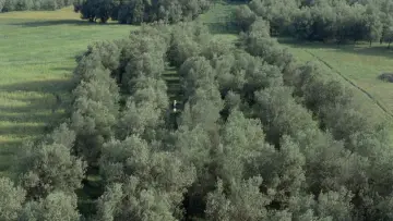 Zasłona do filmu "زیر درختان زیتون" #457597