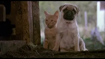 Zasłona do filmu "子猫物語" #1203142