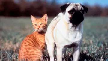 Zasłona do filmu "子猫物語" #409199