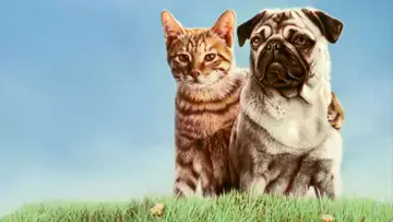 Zasłona do filmu "子猫物語" #409200