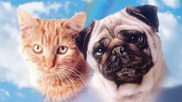 Zasłona do filmu "子猫物語" #409201