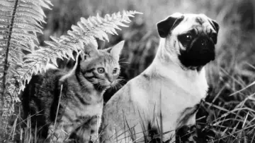 Zasłona do filmu "子猫物語" #409202