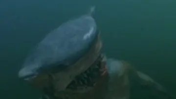 Zasłona do filmu "Hammerhead" #678044