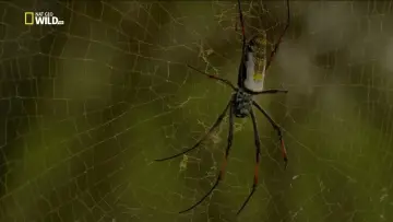 Zasłona do filmu "Incredible Spiders" #1914876