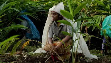 Zasłona do filmu "மேற்குத்தொடர்ச்சி மலை" #964280