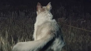 Zasłona do filmu "To przychodzi po zmroku" #346322
