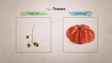 Zasłona do filmu "Food Evolution" #1134609