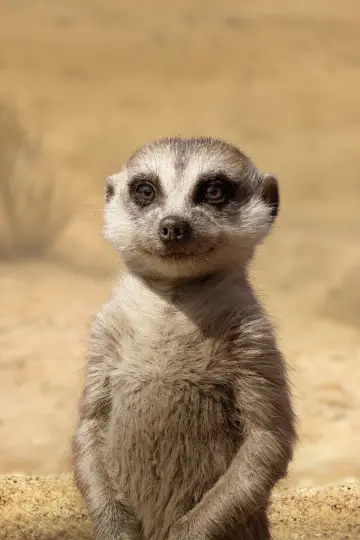 Plakat do filmu "Król Lew" #173127